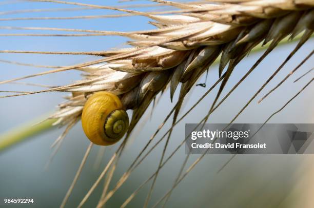 hanging snail - snail stock pictures, royalty-free photos & images