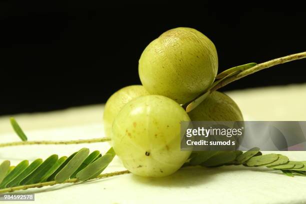 gooseberry /ribes grossularia - gooseberry - fotografias e filmes do acervo