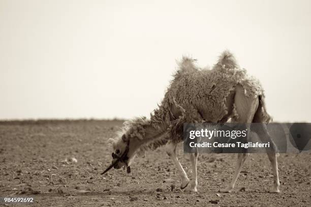 Spring Farm Sad 640 Sad Farm Animals Stock Photos, High-Res Pictures, and Images ...
