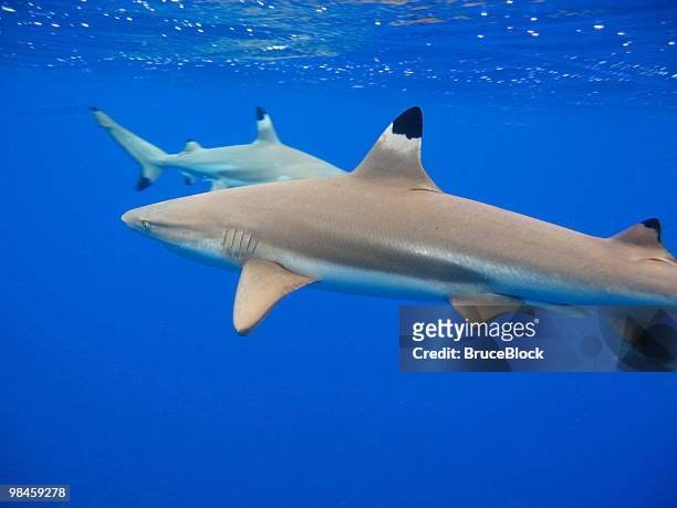 gli squali pinna nera del reef - blacktip reef shark foto e immagini stock