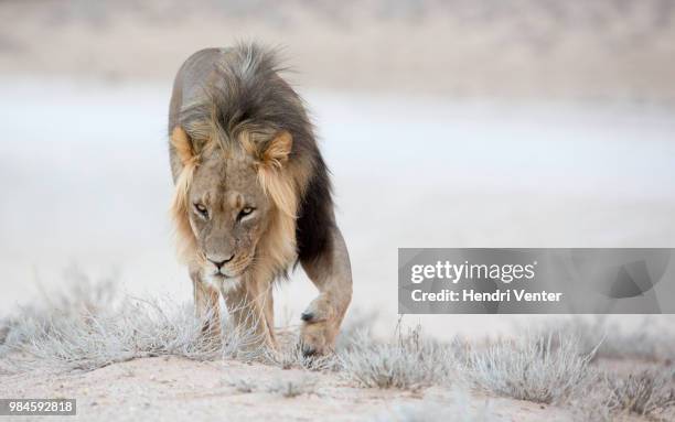 a kalahari lion stalking in kgalagadi transfrontier park in south africa. - lion hunting stock pictures, royalty-free photos & images