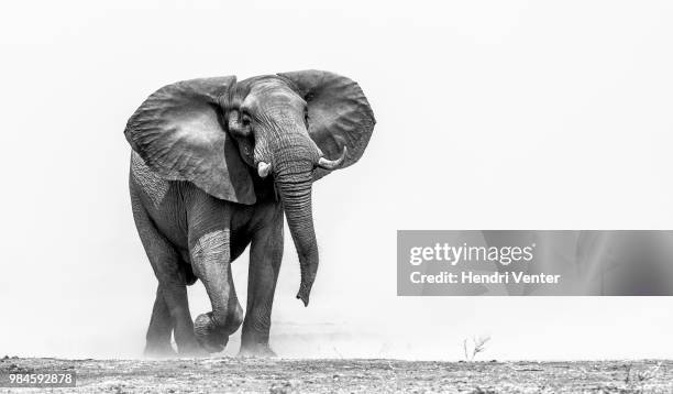 african elephant - elefante africano fotografías e imágenes de stock