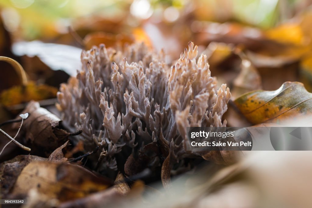 Coral Fungus