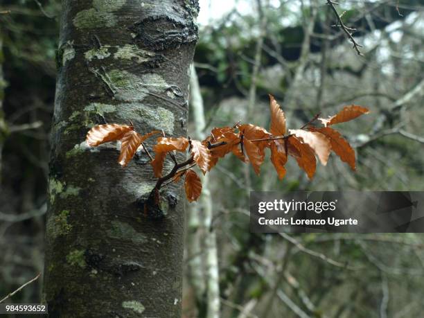 brote seco - seco stockfoto's en -beelden