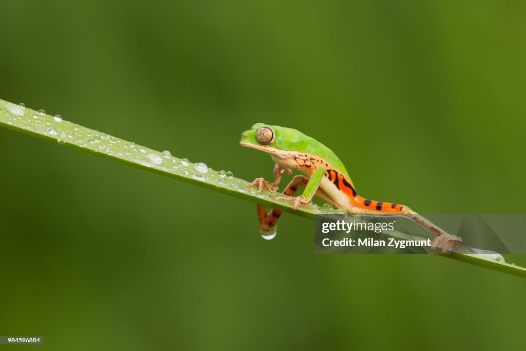 Northern orange-legged leaf frog