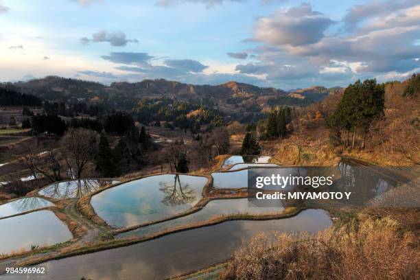 rice terrace in autumn - miyamoto y stock-fotos und bilder