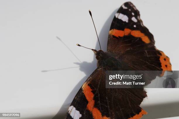 butterfly - mariposa numerada fotografías e imágenes de stock