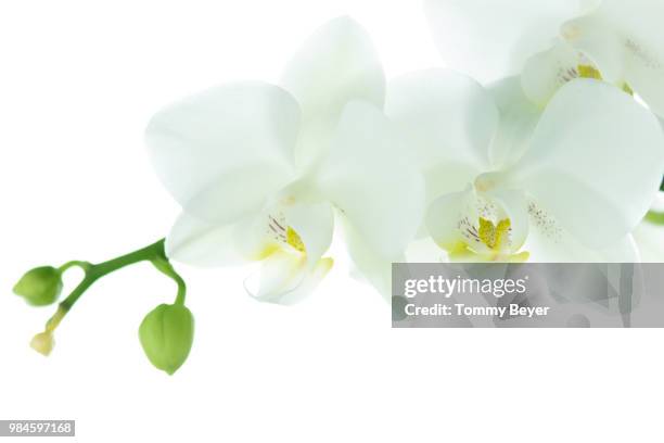 orchidee - moth orchid stock pictures, royalty-free photos & images