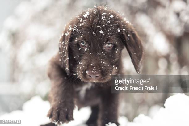 a chocolate labrador exploring snow in montreal, canada. - dog cute winter stock pictures, royalty-free photos & images