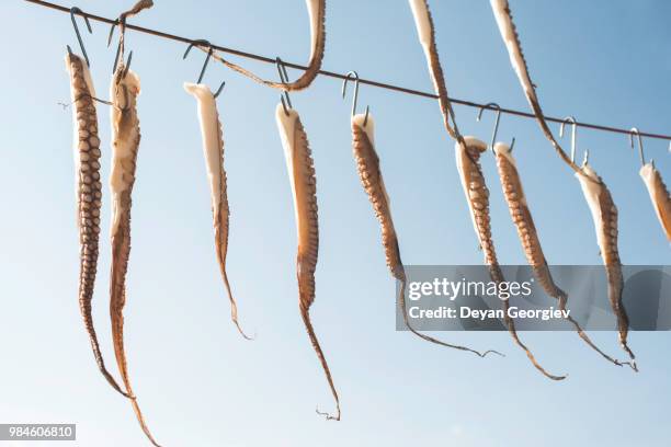 Octopus Rope 299 Tree Octopus Stock Photos, High-Res Pictures, and Images - Getty Images