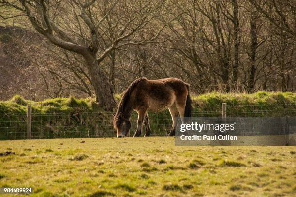 exmoor pony. - exmoor pony stock pictures, royalty-free photos & images