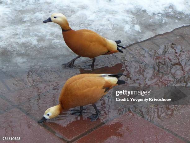 city ducks - ruddy shelduck stock pictures, royalty-free photos & images