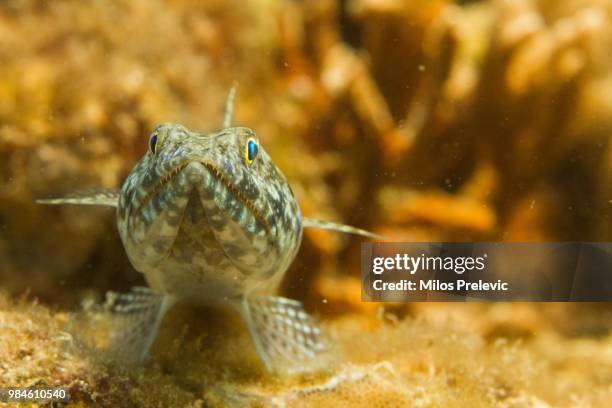 lizard fish - lizardfish stock pictures, royalty-free photos & images