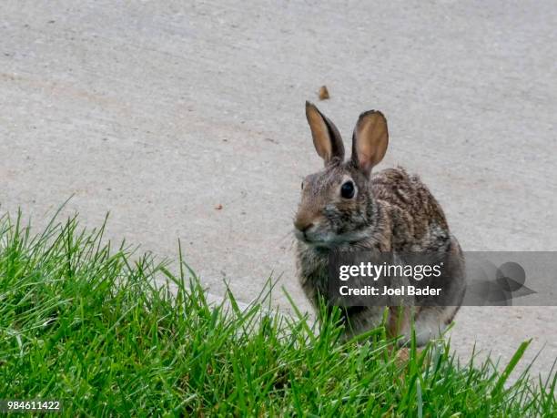 perched by the curb in the street - cottontail stock pictures, royalty-free photos & images