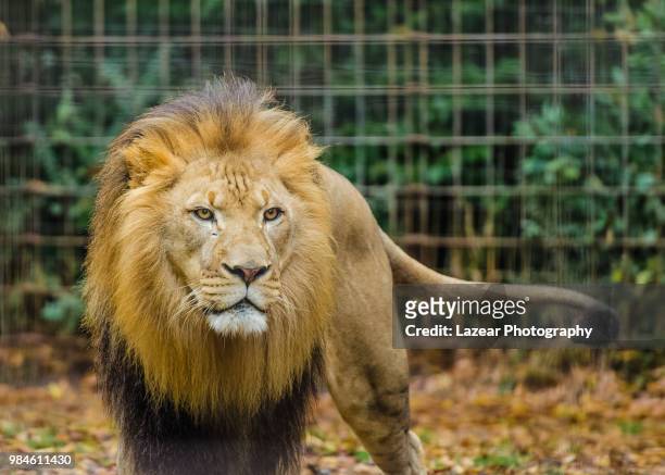 a male lion in a zoo. - zoo cage stock-fotos und bilder
