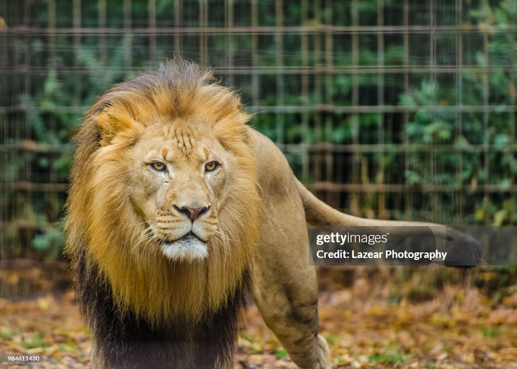 A male lion in a zoo.