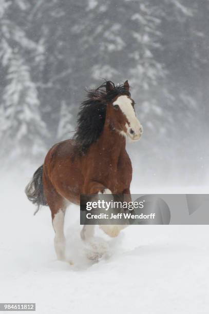 winter clydesdale - clydesdale horse stock-fotos und bilder