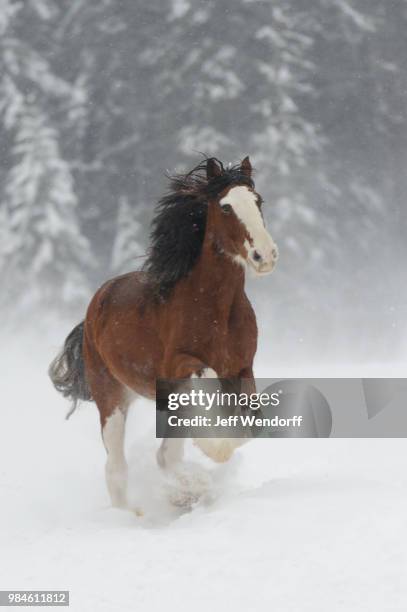 winter clydesdale - snow horses fotografías e imágenes de stock