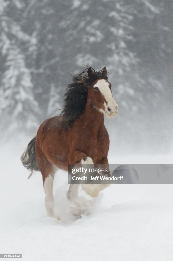 Winter Clydesdale