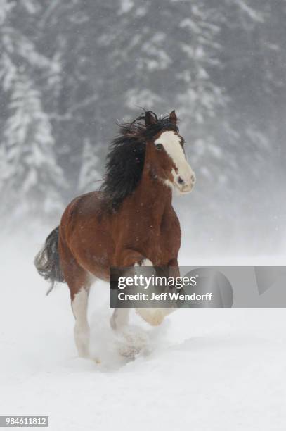 winter clydesdale - pony stock pictures, royalty-free photos & images