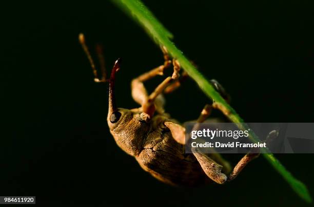 Probascics Insects 3,041 Insect Proboscises Stock Photos, High-Res Pictures, and Images ...