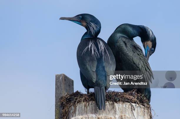 a pair of brandt's cormorants at elkhorn slough national estuarine research reserve in california, usa. - preening stock pictures, royalty-free photos & images