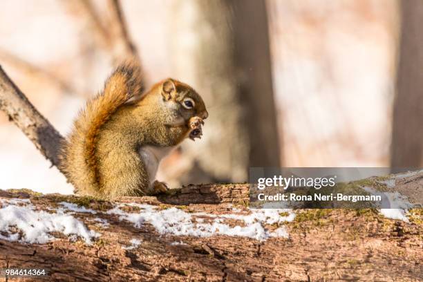 24 Bushy Tailed Rodent Stock Photos High Res Pictures and Images 24 Bushy Tailed Rodent Stock Photos High Res Pictures and Images