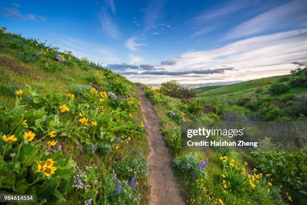 arrowleaf balsamroot at columbia hills state park - the dalles stock pictures, royalty-free photos & images
