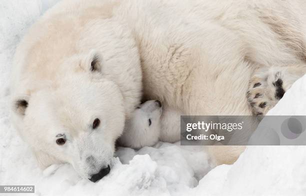 a polar bear with her cub. - polar bear stock pictures, royalty-free photos & images