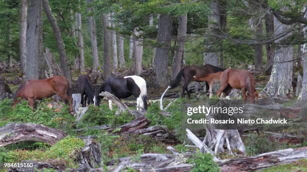 caballos en villa ohiggins - caballos stockfoto's en -beelden