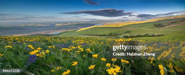 arrowleaf balsamroot at columbia hills state park - the dalles stock pictures, royalty-free photos & images