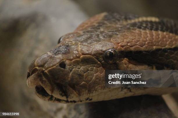 reticulated python - reticulated python stock pictures, royalty-free photos & images