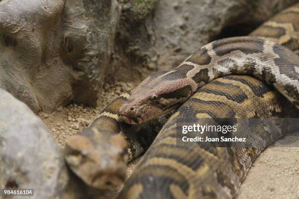 Python Royal Photos and Premium High Res Pictures - Getty Images