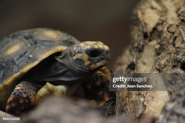 Box Shell Turle Box Turtle Shell Photos and Premium High Res Pictures - Getty Images