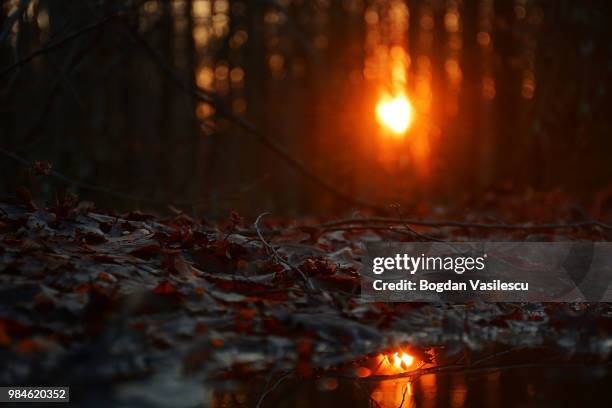 reflexion of the cyclop - reflexion stock pictures, royalty-free photos & images