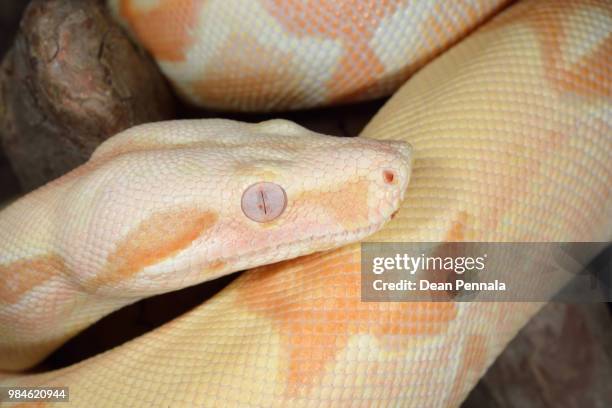 albino boa constrictor - indian python stock pictures, royalty-free photos & images