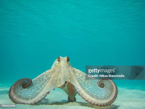 octopus in action - pulpo fotografías e imágenes de stock