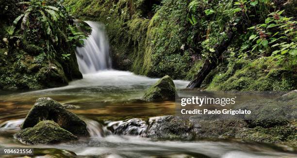 sottobosco - sottobosco stock pictures, royalty-free photos & images