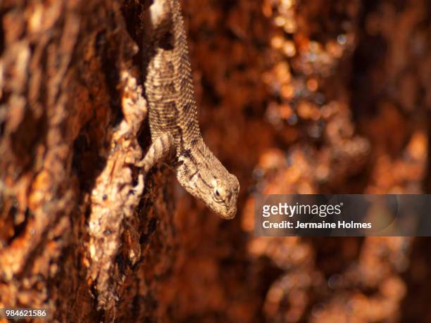 lizard stare - uroplatus fimbriatus stock-fotos und bilder