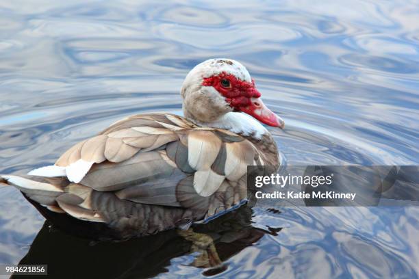 evening swim - aythyinae stock pictures, royalty-free photos & images