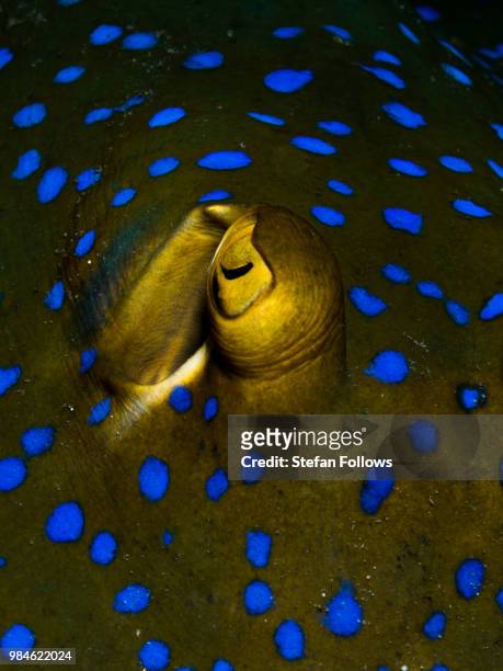 blue spotted ribbontail ray - taeniura lymma - taeniura lymma stock pictures, royalty-free photos & images