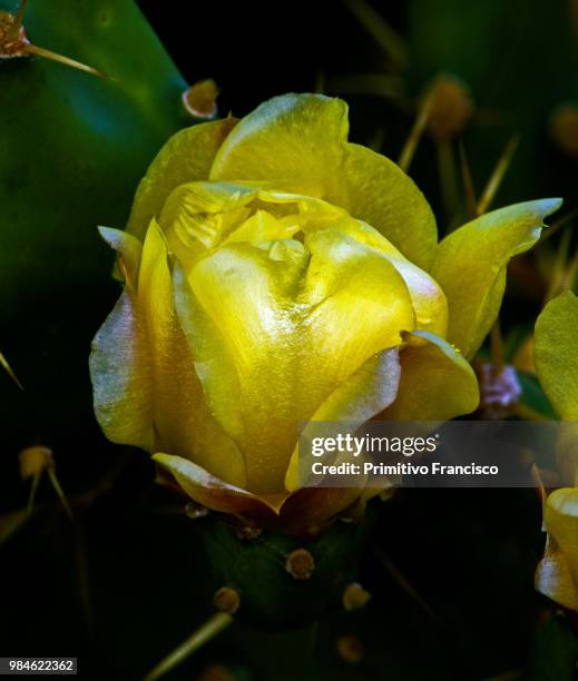 flor amarilla de cactu - rosa flor stock pictures, royalty-free photos & images