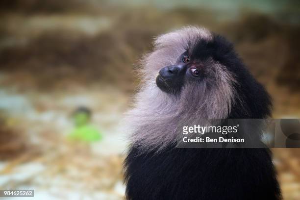 lion-tailed macaque - macaco coda di leone foto e immagini stock