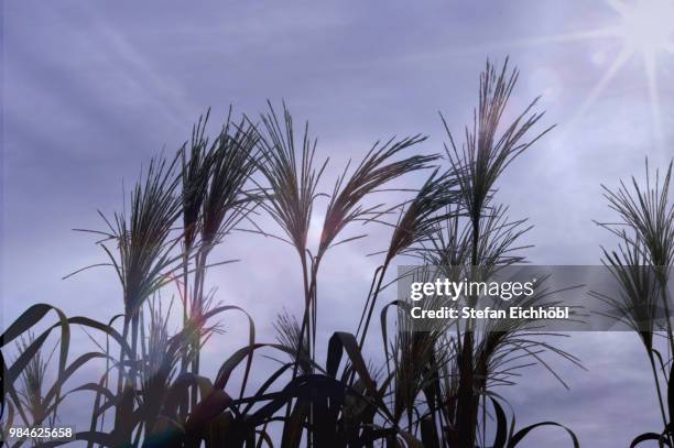 mammutgras - gras field stock pictures, royalty-free photos & images