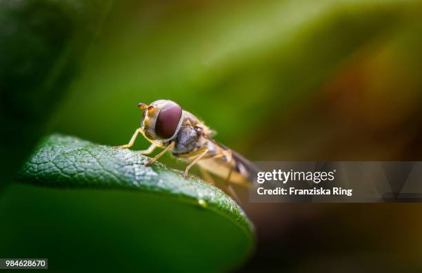 Insect Rings 938 Insect Ring Stock Photos, High-Res Pictures, and Images - Getty Images