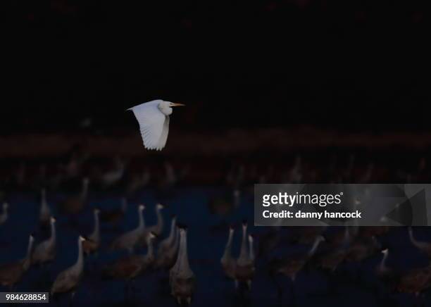 egret fly over - royal tern stockfoto's en -beelden