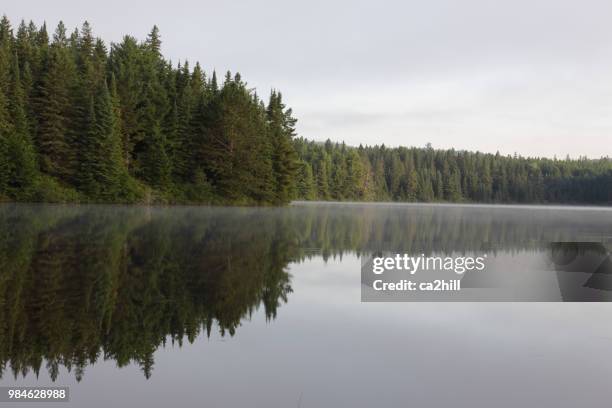 Pog Tree 171 Pog Stock Photos, High-Res Pictures, and Images - Getty Images