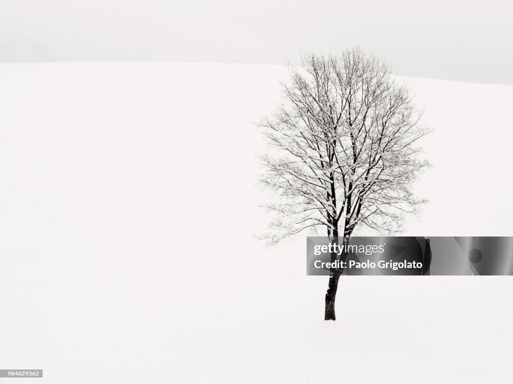 Solitario