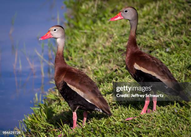 a couple o' ducks - dendrocygna stock pictures, royalty-free photos & images