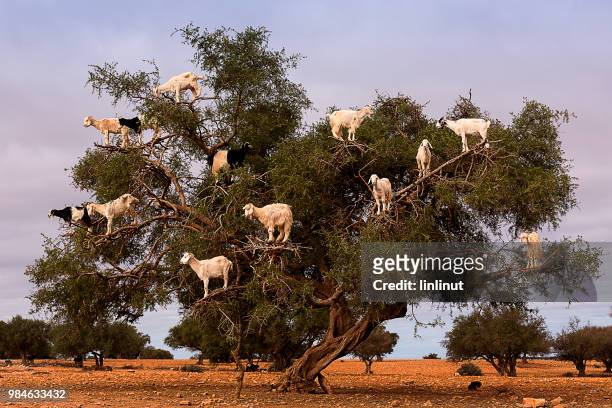 tree goats - argan stock pictures, royalty-free photos & images
